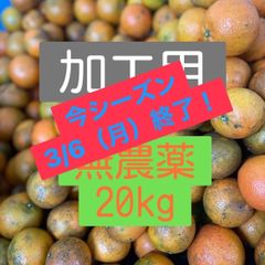 加工用/奄美大島産 無農薬たんかん10kg - Epic農園🍊 - メルカリ