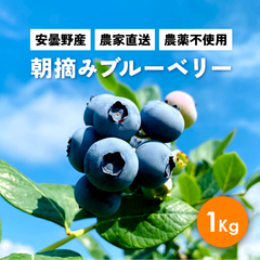 発送予定日 2024年は7月8日から7月23日です 農薬不使用&朝収穫「ブルーベリー約1キロ7月8日から7月23日発送」【スーパーのブルーベリーには戻れません！】 農家直送！朝摘み 贈答品 家庭用 長野県産 安曇野産