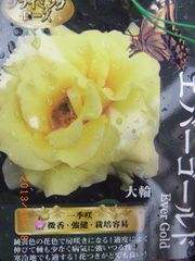 6750　エバーゴールド★黄色い中大輪つるばら★優しく芳香★6号大苗