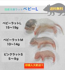 【送料無料】国産冷凍ベビーラットL10匹入@即購入OK！北海道・沖縄の方も送料無料です！