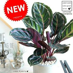 極美品】IKEA 人工観葉植物 カラテア 鉢・編みカゴ付き 105cm - メルカリ