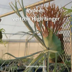 【01】P.rydeen 中株　板付 fit=scale-down,w=1200