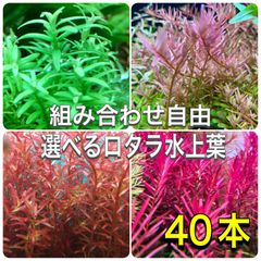 選べるロタラ水上葉　40本