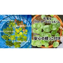 浮き草セット入門水草4種①+ウォーターマッシュルーム5本