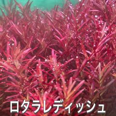 ロタラレディッシュ水上葉　20本