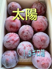 山梨県産　スモモ(太陽)訳あり１.５キロ箱