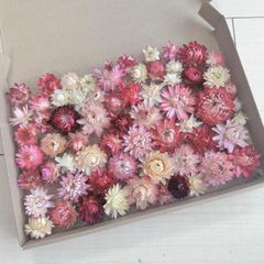 貝細工 ヘリクリサム ミニ～大サイズ  70個前後【A5】 （淡いピンク・濃いピンク系）