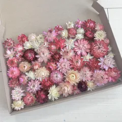 春待ち＊桜色のスターチスと帝王貝細工のナチュラルリース 春待ち＊桜色のスターチスと帝王貝細工のナチュラルリース