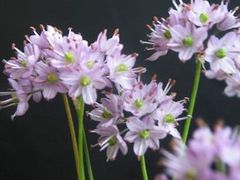 洋蘭原種】 Neobenthamia gracilis 珍品 - メルカリ