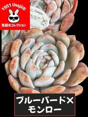 コロ多肉♬︎* 10月まで夏期休業します - メルカリShops