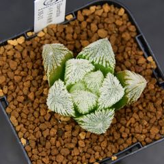 エルサム 自根 大株 鉢植えメルカリ便送料込み 送料】メルカリ便 鉢植え発送用 - メルカリ