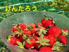 ⭐︎送料込⭐︎産地直送 ﾟ ..｡*ﾟ 北海道の品種　甘ーいけんたろう苺　4パックのサムネイル