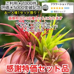 評価5千件＊ご利用7千件＊突破記念感謝特価2,740円⇒1,780円＊イオナンタ3品種セット＊画像相当＊チランジアイオナンタ ファイヤークラッカー＋イオナンタ ブルーアイドドルイド＋イオナンタ ミニマウス＊エアプランツTillandsia＠フラワーショップ江口