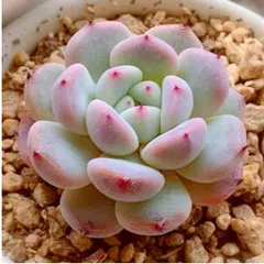 雪爪 美苗 大株 多肉植物 エケベリアのサムネイル