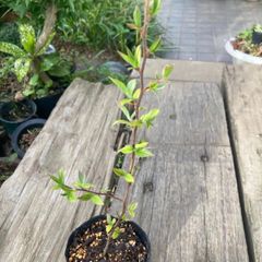 ヒメシャラ