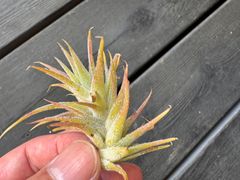 チランジア イオナンタ バンハイニンギー 【Sサイズ】 エアプランツ 観葉植物
