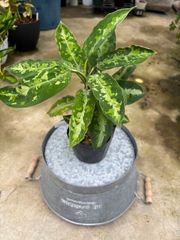 アグラオネマ・ピクタムトリカラー　3.5号　稀少　人気　迷彩　観葉植物　キレイ　斑入り　模様　インテリア　グリーン　インドア　屋内