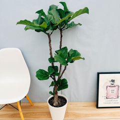 ［現品］20番　カシワバゴムの木　フィカス　リラータ　ストレート　8号　観葉植物　室内　大型　皿付き　シンボルツリー