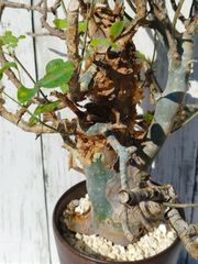 【白銀肌】 コミフォラ　エミニー　 Commiphora eminii