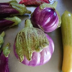 なす 茄子 種 ロッサビアンコ ローザビアンカ 種 15粒