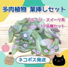 【サービス品@2300】毒ドラゴン × 毒リンゴ 1b1cdebd-ea8f-46d4-8331-