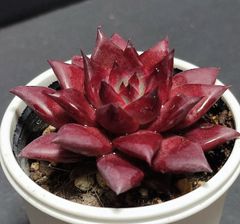 エケベリア ロメオルビン　agavoides.Romeo Rubin  ケーレス実生苗  月曜or火曜日発送。