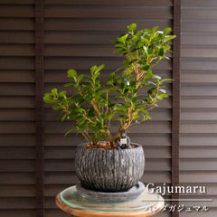 発根済】24cm 金鯱 サボテン 8号 多肉植物 ドライガーデン 金シャチ