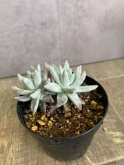 ダドレア　グリーニー　多肉　多肉植物