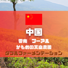 中国　雲南　プーアル　かもめの天空農園 ナチュラル ダブルファーメンテーション　100ｇ