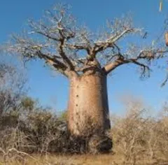 最大10％セット割ふれっぷ様専用 バオバブの木 アダンソニア ディギタータ 樹齢20年以上 特大苗 その他観葉植物