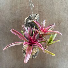 専門ショップ Frontier Plants】9月2日入荷予定分のブロメリア