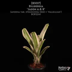 2025年最新】タンクブロメリア ビルベルギアの人気アイテム - メルカリ