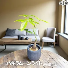 2025年最新】パキラ ムーンライトの人気アイテム - メルカリ