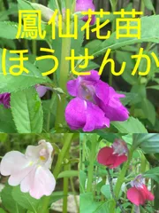 ほうせんかの苗　ホウセンカ　60苗　約5〜12cm 匿名発送 imgrc0073731903.jpg