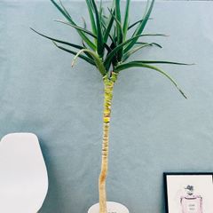 ［現品］※売約済※ 法人　割引　アカシア　フロリバンダ　8号　観葉植物　レア 在庫］ビッグサイズ！！ アカシア フロリバンダ 8号 観葉植物