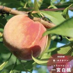 2025年最新】桃 モモ 苗木の人気アイテム - メルカリ