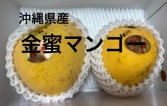 特大希少台湾金蜜マンゴー接木苗木実なった実績あり