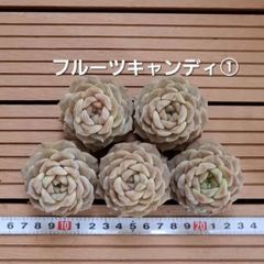 m*u様 ①大きめ苗! そわそわ❣️龍鱗蓮華❣️三日月❣️ちょこん❣️6苗メルカ 焔魔るり(EnmaRuri)🍆🙏 on X: 