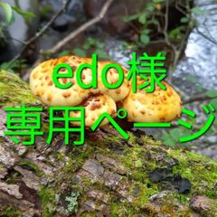 天然きのこ95　ヌメリスギタケモドキ1.5kg