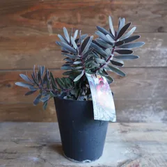 400円オフ デュリフ　リューカデンドロン　オージープランツ　観葉植物　レアf 黒リューカデンドロン 『デュリフ -Durif-』 オーストラリアン