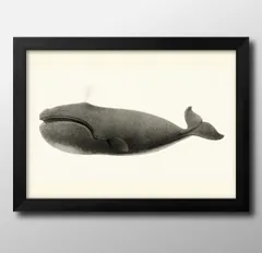 00442海洋生物 ビンテージイラスト A3 サイズ ポスター アート おしゃれ 絵画 インテリア 北欧 イラスト マット紙 艶消し アートパネル 額 フレーム デザイン 壁掛け ギフト 新築祝い ディスプレイ 