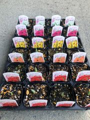 片山園芸土付きS 15キロ 有限会社片山園芸 - メルカリShops