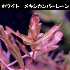 ホワイト　メキシカンバーレーン  2本 水中葉  送料無料