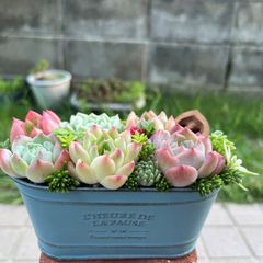 ★速達付き★♡そのまま飾れる♡リメイク鉢♬可愛い多肉植物寄せ植え♡ ピック付き♡ ☆速達 ☆?そのまま飾れる?ヨーロピアンガーデンの箱庭風?多肉