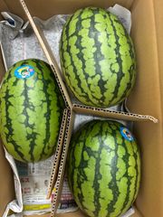 小玉スイカうりぼう北海道東北各県沖縄発送不可