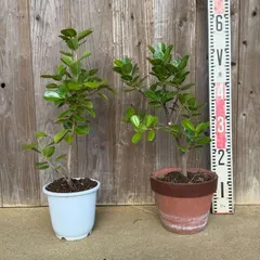 2025年最新】観葉植物 パンダガジュマルの人気アイテム - メルカリ