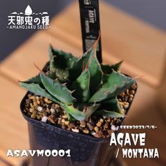 パキポディウムグラキリス実生 現品鉢ごと発送メルカリ便 パキポディウム・グラキリス【実生株】 鉢付き - メルカリ