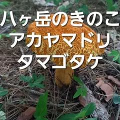北海道産　アカヤマドリ2kg 2025年最新】アカヤマドリの人気アイテム - メルカリ