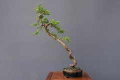 糸魚川真柏　　　小品盆栽／樹齢１5年直送kaz