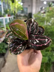 sumi様専用　カラテア　ドッティ　②  3号　鉢底から約13cm 8月27日撮影現品+カラテア　オルビフォリア　① 3号　鉢底から約20cm 8月27日撮影現品豊中市より出品　まとめて依頼歓迎